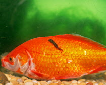 Goldfish {Carassius auratus} with Fish leech {Piscicola geometra} attached to its scales, UK.