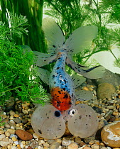 Bubble-eyed goldfish {Carassius auratus} Captive.