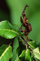 Dead leaf mantis {Phyllocrania illudens}, found Madagascar / Africa