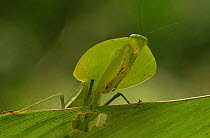 Hooded mantis {Choeradodis rhombicollis}, Tropical rainforest, Costa Rica.