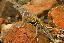 Greater earless lizard, male in breeding colours {Cophosaurus texanus} Arizona, USA, captive