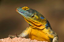 San Lucan rock lizard {Petrosaurus thalassinus} Baja California, Mexico, captive