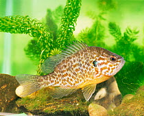 Pumpkinseed fish {Lepomis gibbosus}, captive.