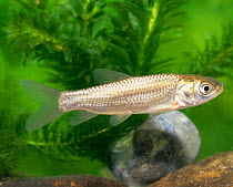 Grass carp {Ctenopharyngodon idella}, captive.