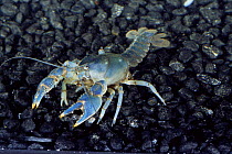 Piedmont blue burrowing crayfish {Cambarus harti} USA.