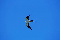 Swallow tailed kite flying {Elanoides forficatus} USA.