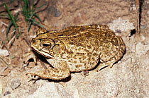 Toad {Bufo mazatlanensis} Sonora, Mexico