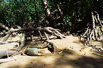 Mudcrab {Scylla serrata} amongst mangroves at low tide, Darwin, NT, Australia