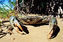 Mudcrab {Scylla serrata} amongst mangroves at low tide, Darwin, NT, Australia