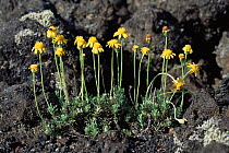 Plant {Chrysactinium sp} flowering in volcanic rock  Villarica volcano, Chile