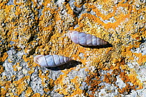 Mediterranean land snails {Solatopupa similis} Provence, France