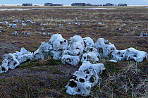 Walrus cemetery with discarded bones, Mys Geka, Siberia, Russia