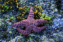 Ochre / purple seastar {Pisaster ochraceus} Pacific rim NP, BC, Canada
