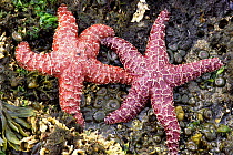 Ochre / purple seastars {Pisaster ochraceus} Pacific rim NP, BC, Canada
