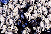 Goose barnacles {Pollicipes polymerus} + Mussels, Pacific rim NP, BC, Canada