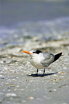 Royal tern {Thalasseus maximus} Florida, USA.