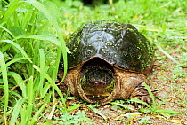 Snapping turtle with head retracted {Chelydra serpentina} MA, USA