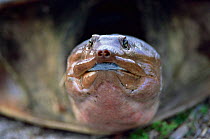 Smooth softshell turtle {Apalone mutica} Everglades NP, Florida, USA.