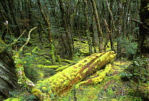 Cool temperate rainforest, Cradle Mt & Lake St Clair NP, Tasmania, Australia