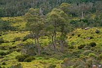 Buttongrass moorland, Cradle Mt & Lake St Clair NP, Tasmania, Australia