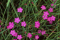 Wild pinks {Dianthus sp} Daisetsuzan NP, Hokkaido, Japan