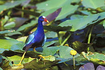 American purple gallinule {Porphyrio martinicus} Everglades NP, Florida, USA.