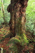 Yaku sugi (Cedar tree) trunk, Yaku-shima, Kagoshima, Japan