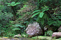 Large boulders in rainforest, Iriomote Island, Okinawa, Japan