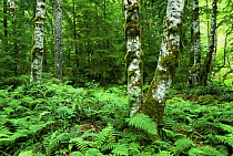 Western red alder trees, Mount Rainier National Park, Washington, USA.