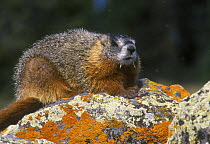 Yellow bellied marmot {Marmota flaviventris} Yellowstone NP, Wyoming, USA.