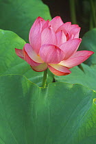 Ohga lotus flower {Nelumbo sp} Sankei-en, Yokohama, Japan