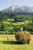 Summer hay making, Zarnesti, Carpathian mountains, Romania