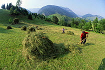 Summer hay making, Zarnesti, Carpathian mountains, Romania