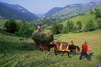 Bringing in the summer hay, Zarnesti, Carpathian mountains, Romania