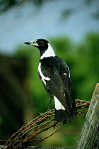 Australian / Black backed magpie {Gymnorhina tibicen} male, Queensland, Australia