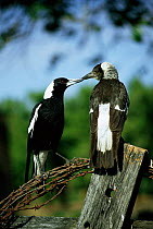 Australian / Black backed magpie {Gymnorhina tibicen} male. QLD, Australia.