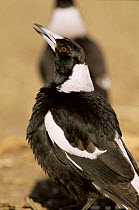 Australian / Black backed magpie {Gymnorhina tibicen} male vocalising, QLD Australia.