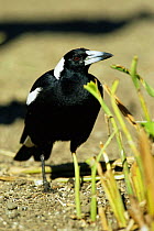 Australian / Black backed magpie {Gymnorhina tibicen} male, Queensland, Australia.