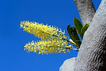 King orchid {Dendrobium speciosum} growing in tree, Queensland, Australia