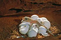 Gecko hatchling (Hemidactylus spp), Tsavo NP, Kenya