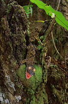 Leaf tailed gecko {Uroplatus fimbriatus} Nosy Mangabe, Madagascar