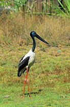 Black necked stork (Ephippiorhynchus asiaticus) male, Kakadu NP, Northern Territory, Australia