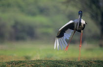 Black necked stork (Ephippiorhynchus asiaticus) stretching wing and leg, Keoladeo Ghana NP, India