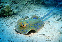 Blue spotted ribbontail ray {Taeniura lymna} Red Sea