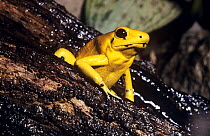 Golden poison dart frog (Phyllobates terribilis) on wood, captive, from SW Columbia, endangered species