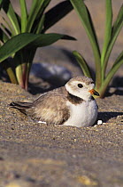 Piping plover (Charadrius melodus) on nest, Long Island, NY, USA