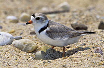 Piping plover (Charadrius melodus) standing over nest with four eggs, Long Island, NY, USA