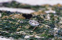 Piping plover (Charadrius melodus) chick on shoreline, Long Island, NY, USA