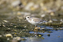 Piping plover (Charadrius melodus) on shoreline, Long Island, NY, USA