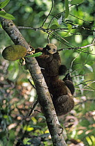 White fronted brown lemur (Lemur fulvus albifrons) pair, Nosy Mangabe Island Reserve, Madagascar
